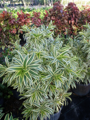 Song of India [Dracaena reflexa]