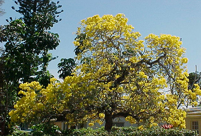 Tabebuia â€“ Yellow (Tabebuia caraiba)
