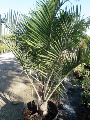 Triangle Palm [ Neodypsis decaryiraveler’s]