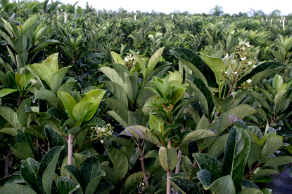 Viburnum – Awabuki (Viburnum awabuki)