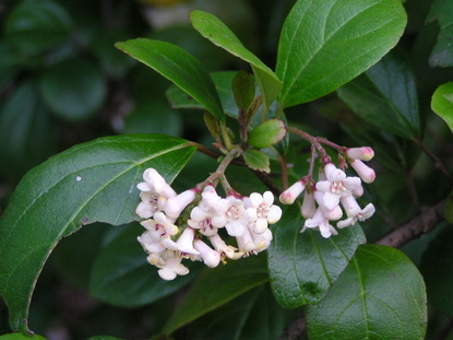 Viburnum – Suspensum (Viburnum suspensum)