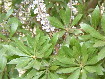 Wax Myrtle (Myrica cerifera)