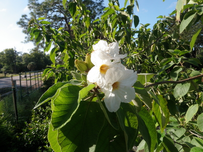 White Geiger [Cordia boissieri ]