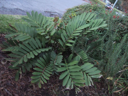 Zamia Palm (Zamia furfuracea)