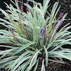 Liriope – Variegated (Spicata)