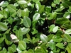 Minima Jasmine  (Trachelospermum asiaticum)