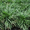 Mondo Grass â€“ Dwarf (Ophiopogon japonicus)
