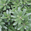 Pittosporum - Green (Pittosporum tobira)