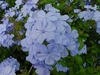 Plumbago – Imperial Blue (Plumbago auriculata)