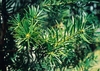 Podocarpus (Podocarpus macrophyllus)