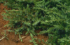 Shore Juniper (Juniperus conferta)