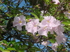 Tabebuia â€“ Pink (Tabebuia heterophylla)