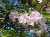 Tabebuia – Pink (Tabebuia heterophylla)