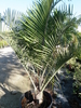 Triangle Palm [ Neodypsis decaryiraveler’s]