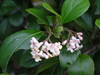 Viburnum – Suspensum (Viburnum suspensum)